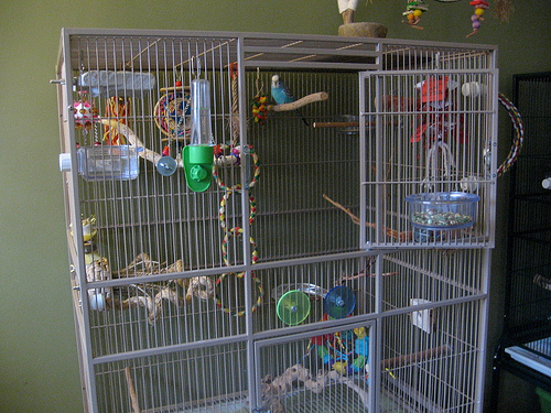 ideal budgie cage